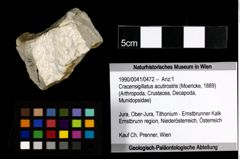 Foto (Objekt + Etiketten) von Cracensigillatus acutirostris (Moericke, 1889) 